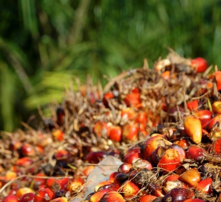 Relatif Stabil, Harga Kelapa Sawit di Sumbar Tercatat Rp2.282,63 per Kg