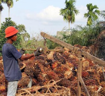 Harga TBS Kelapa Sawit Semakin Mengalami Penurunan, Ini Penyebabnya