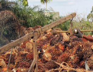 Harga Kelapa Sawit Turun Rp6,4 Per Kilogram di Sumut 