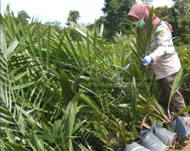 Ribuan Bibit Sawit Dari Bangka ke Belitung Wajib Izin Karantina