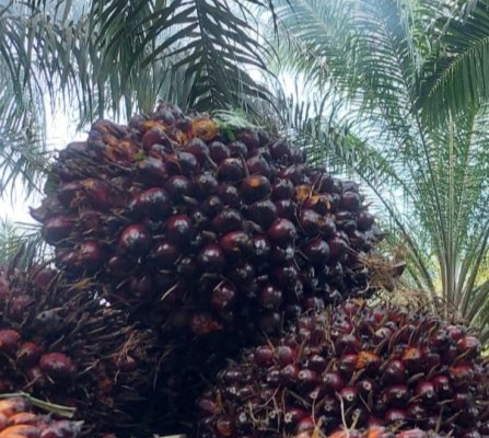 TBS Kelapa Sawit Naik Pekan Ini, Harga Menjadi Rp2.319,07 per Kilogram