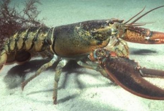 KKP: Indonesia Penghasil Benih Lobster Terbesar di Dunia