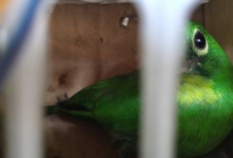 Penyelundupan 45 Burung Khas Kalimantan Digagalkan