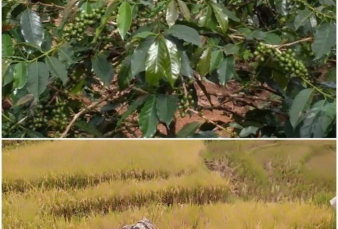 Prospek Pertanian Cerah Tapi Abu Abu di Lereng Gunung Kulabu Jilid 2