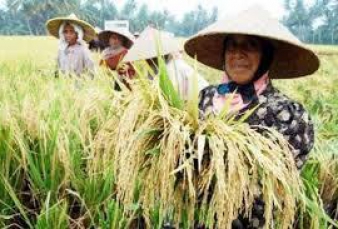 Maret, Nilai Tukar Petani Turun 1,42 Persen