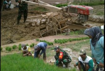 Babinsa 01/Rengat Dampingi Petani Cabut Benih Padi