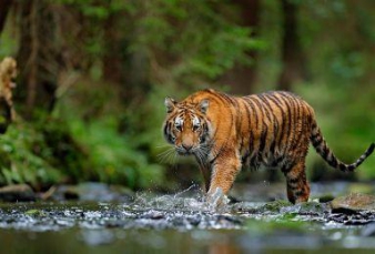 Ketakutan, Warga Pelangiran Minta Pemerintah Segera Tangkap Harimau Sumatera   