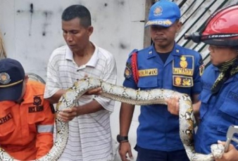 Ular Sanca Ditemukan di Atap Rumah Warga