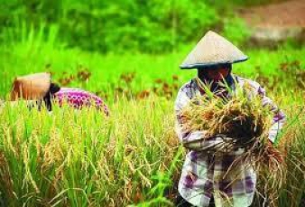 Nilai Tukar Petani Sepanjang Februari Naik 1,16 persen