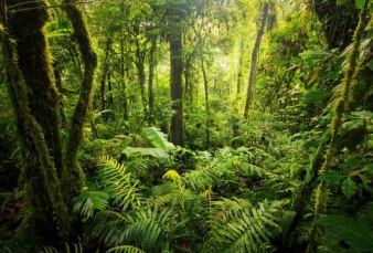 PT Tunggal Anak Astra Group Diduga Berada di Kawasan Hutan