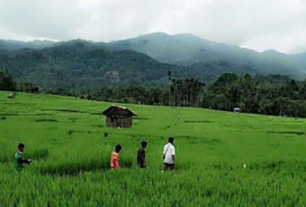 Prospek Pertanian Cerah Tapi Abu Abu di Lereng Gunung Kulabu