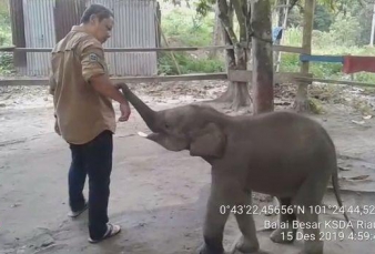 Anak Gajah Terjerat di Areal Konsesi PT RPI di Indragiri Hulu