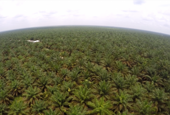 Amnesty Untuk Petani di Kawasan Hutan