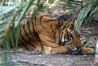 Lagi Berkemah, Wisatawan Taman Gunung Dempo Diterkam Harimau