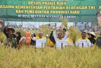 Daerah Lain Paceklik, Riau Malah Surplus Panen Padi