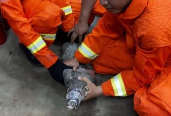 Biawak Masuk Kantor Polsek, Polisi dan Tahanan Kaget