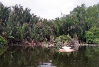 Warga Takut Makan Ikan Sungai Bekas Bangkai Babi 