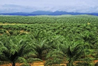 Pemprov Riau Temukan PT Tunggal Terindikasi dalam Kawasan Hutan