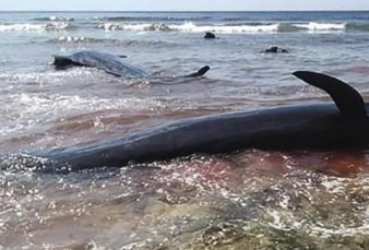 Paus Terdampar di Asahan, Nelayan Giring ke Laut Lepas