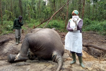 Gangguan Pencernaan, Gajah Ditemukan Mati di HTI PT Arara Abadi