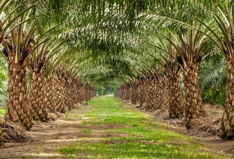 Virus Corona Sebabkan Turunnya Harga TBS Sawit Riau