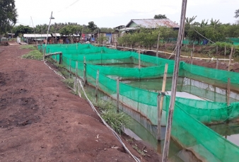 Banjir dan Biawak Pengoyak Jaring Musuh Pembudidaya Sidat