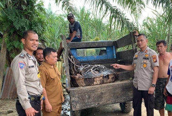 Sering Mangsa Ternak, Buaya 4 Meter Ditangkap Masyarakat Rohil