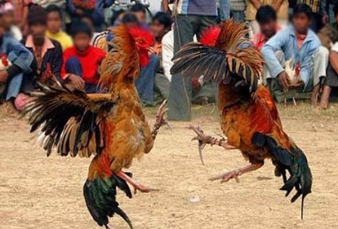 33 Orang Ditangkap Saat Judi Sabung Ayam Kala Pandemi Corona