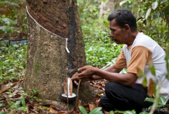 Petani Karet Merana, Harga Getah Makin Anjlok Akibat Corona