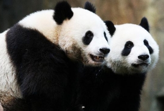 Kebun Binatang Sepi, Sepasang Panda Manfaatkan untuk Kawin 