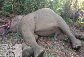 Dibunuh Pemburu, Gajah Jantan Mati di Indragiri Hulu