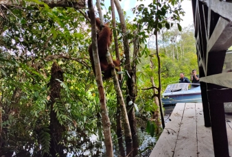 KLHK Lepasliarkan Orangutan di Taman Nasional Tanjung Puting