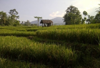 Pulang Merantau, Pemuda Pasaman Sumbar Isolasi Mandiri di Sawah