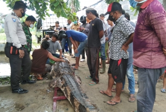 Buaya Ditangkap Lagi, Kali Ini Tak Mati, Diserahkan ke BBKSDA Riau 