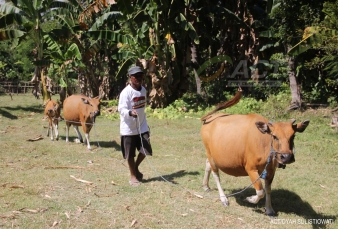 Pemprov Riau Menang Gugatan Wanprestasi Pengadaan Sapi Sumbawa