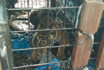 Petugas Selamatkan Harimau Sumatera yang Berkeliaran di Perkebunan Sawit Indragiri Hilir