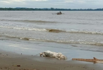 Puluhan Bangkai Babi Berserakan di Pantai Tagaule Sumatera Utara