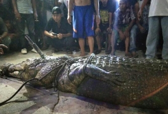 Saat Pawang Turun Tangan Tangkap Buaya Raksasa Pemangsa Warga Inhil