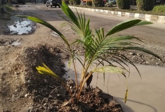 Kesal Jalan Tak Kunjung Diaspal, Warga Tanam Pohon Kelapa Ditengah Jalan