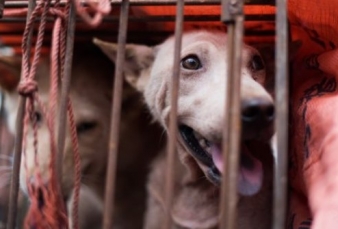 Sedang Pandemi Corona, Festival Daging Anjing di China Tetap Buka