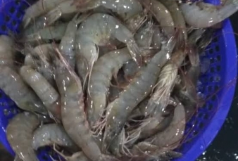 Udang Basah Sumbang Inflasi Tembilahan 