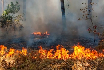 Sejak Awal 2020, Polda Riau Tangkap 58 Tersangka Karhutla