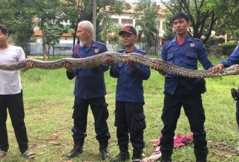 Mau Tangkap Piton, Remaja Ini Malah Dililit hingga Tewas