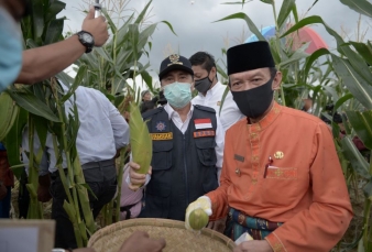 Gubernur Syamsuar Ikut Panen Hasil Pertanian