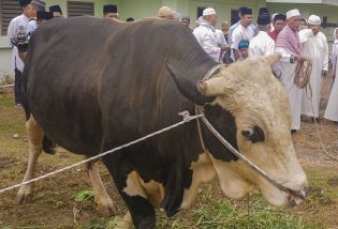 27 Ekor Hewan Kurban ASN Pemprov Riau Terkumpul