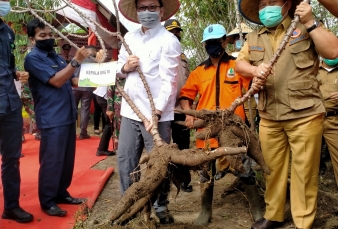 Sumber Ketahanan Pangan, BRG Bersama Pokmas Panen Raya Ubi Kayu