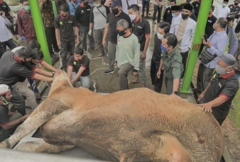 Sapi Kurban Presiden Jokowi untuk Warga Pekanbaru Seberat 897 Kg