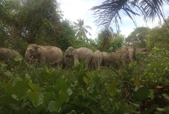 14 Gajah Liar Masih Bertahan di PLG Bengkalis