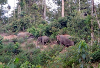 Puluhan Gajah Liar Rusak Kebun Warga Pelalawan