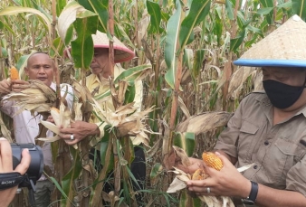 Kompak Madina Hasilkan 5 Ton Jagung, Ini Bisa Jadi Pilot Project